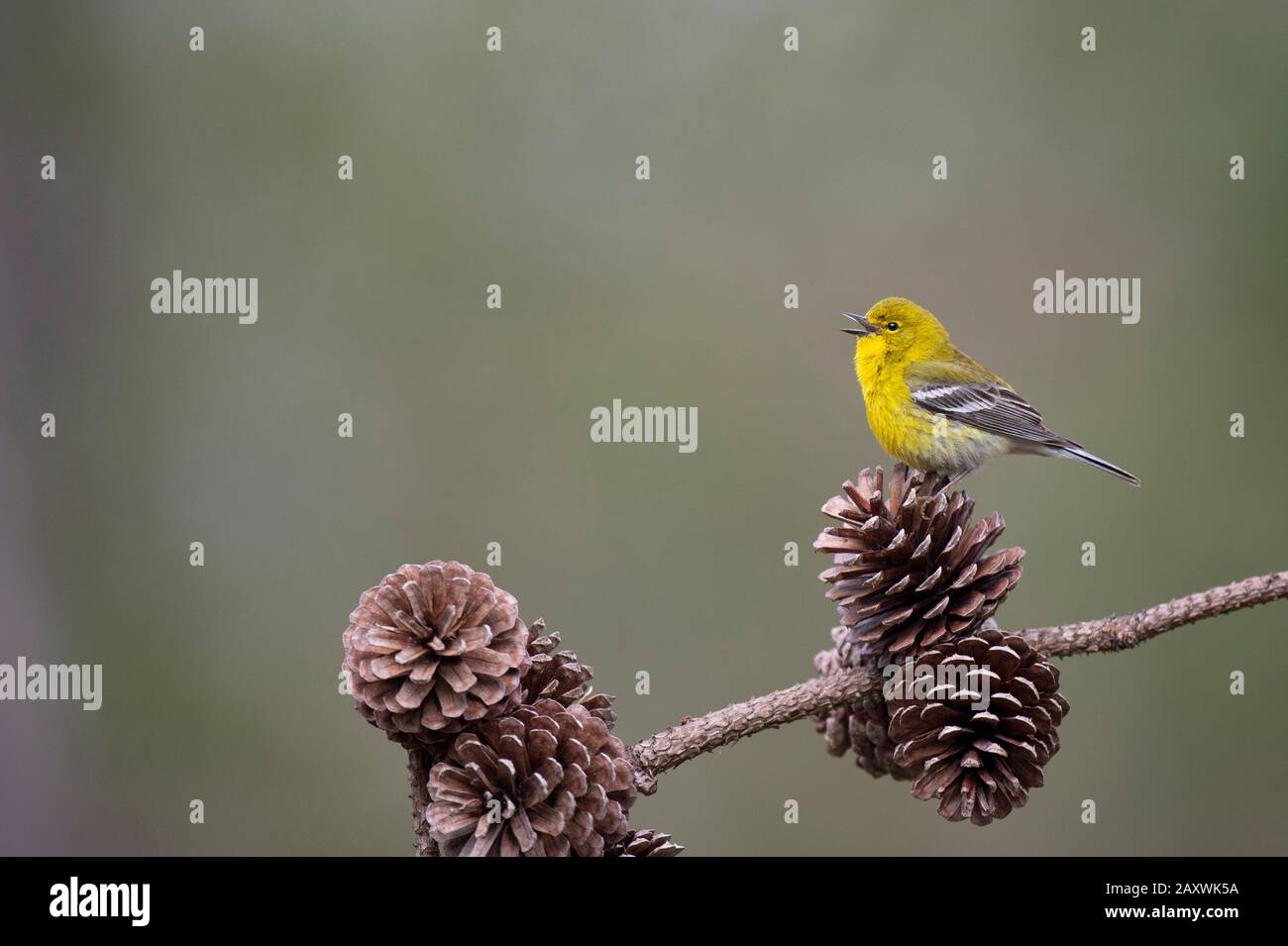 Ein leuchtend gelber Pine Warbler thront auf einem Ast mit Kiefernkegel mit glattem Hintergrund und weichem, übergiebeltem Licht. Stockfoto