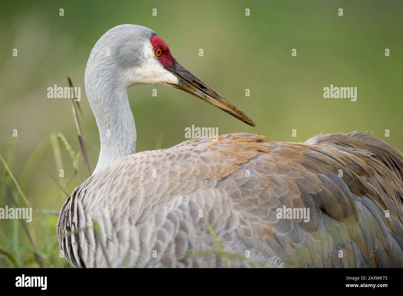 Ein Sandhill Kranich schließt sich an, als er seine Federn mit gelbem und orangefarbenem Staub auf seinen Federn mit einem glatten grünen Hintergrund vorstellt. Stockfoto