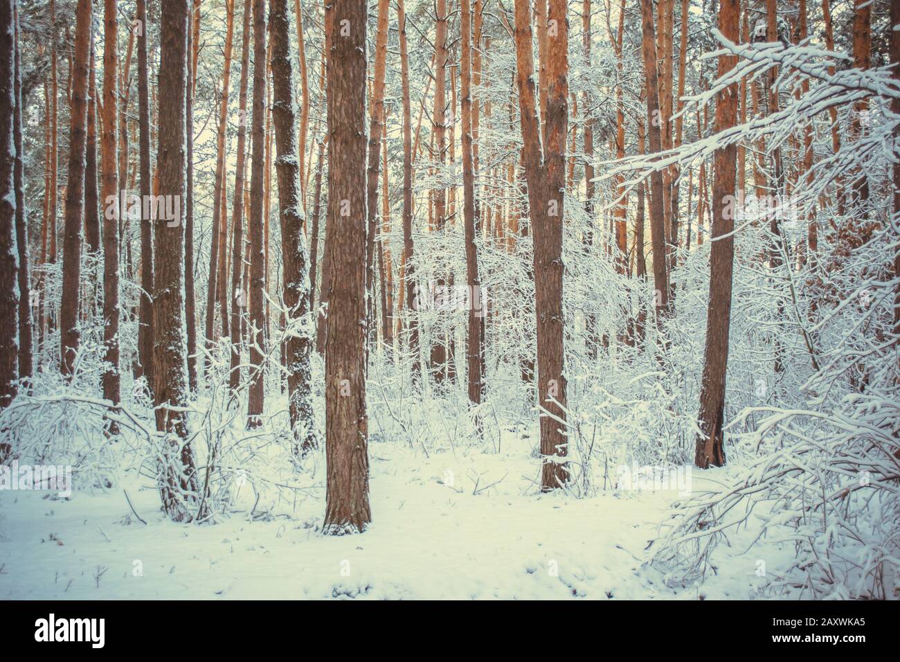 Baum-Kiefer-Fichte im Zauberwald Winter mit fallendem Schnee. Schneewald. Weihnachten Winter Neujahr Hintergrund zitternde Landschaft. Stockfoto