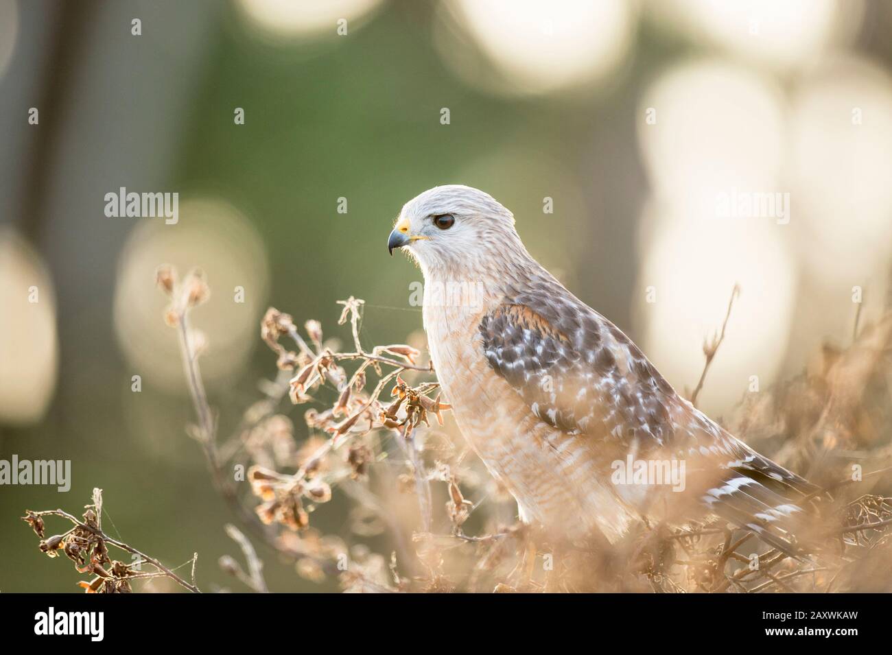 Ein Red-schulterter Hawk thront in einem Busch in weichem Morgenlicht mit einem intensiven Blick in die Augen. Stockfoto