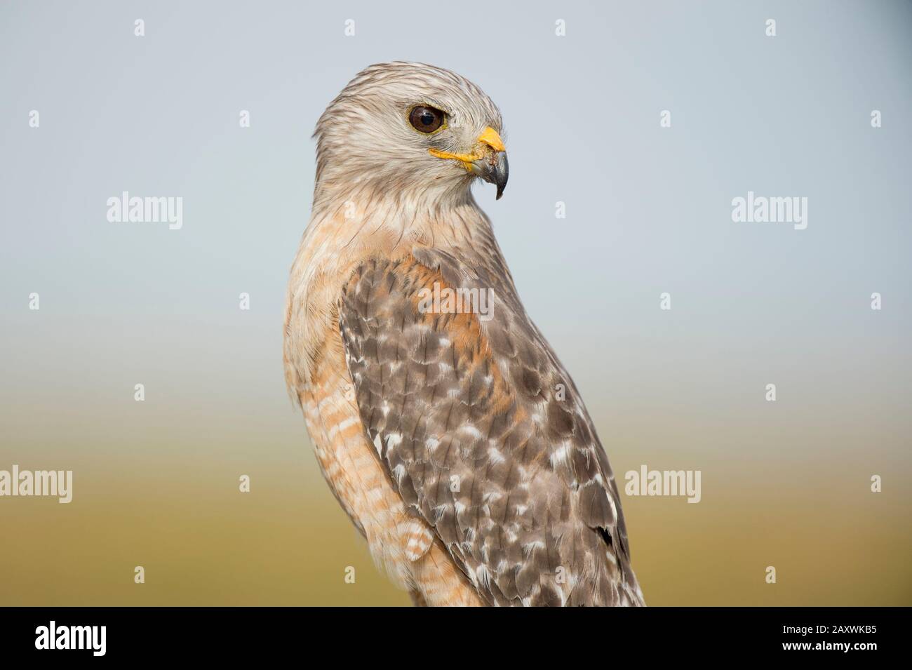 Ein nahes Porträt eines Red-schultered Hawk mit glattem Hintergrund in weichem Licht mit durchstechenden Augen. Stockfoto