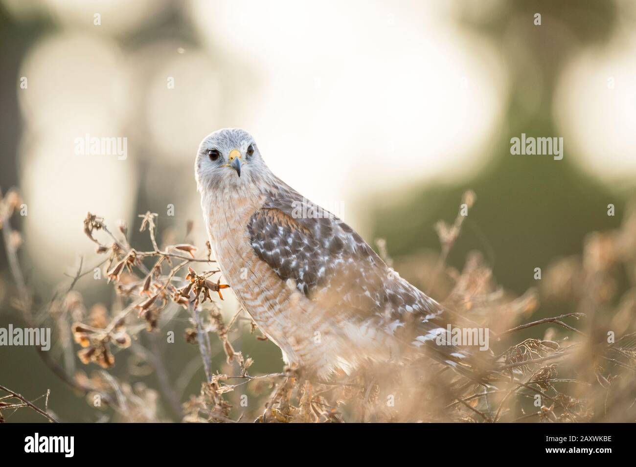 Ein Red-schulterter Hawk thront in einem Busch in weichem Morgenlicht mit einem intensiven Blick in die Augen. Stockfoto