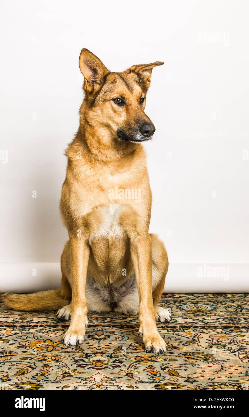 Dog Portrait, Deutscher Schäferhund/Chinook Mix Stockfoto