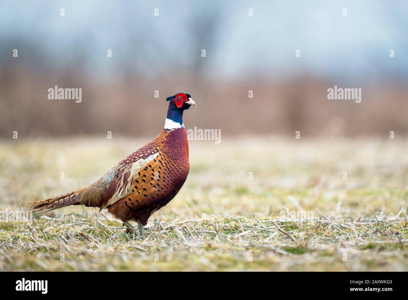 Ein ringhalsiger Pheasant spaziert an einem Wintertag im freien Feld in weichem Überlicht. Stockfoto