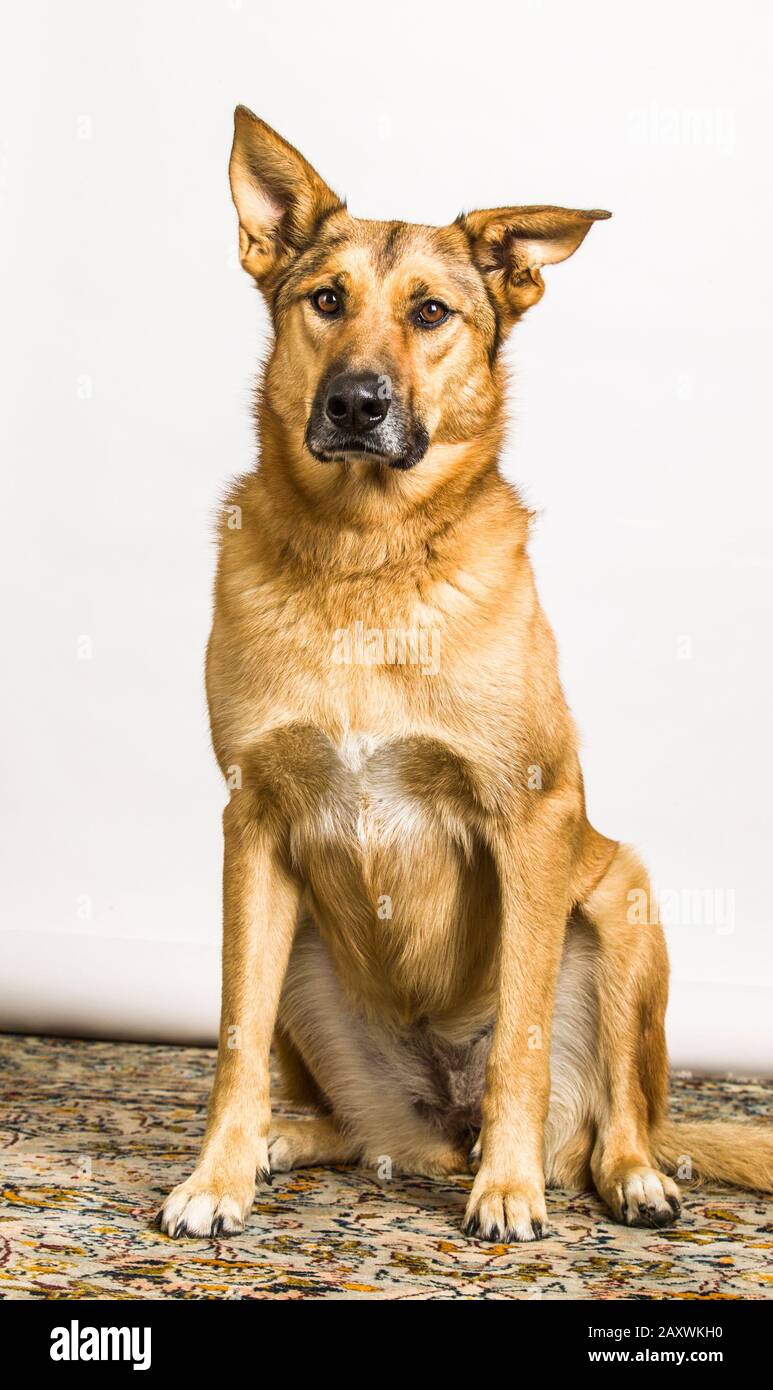 Dog Portrait, Deutscher Schäferhund/Chinook Mix Stockfoto