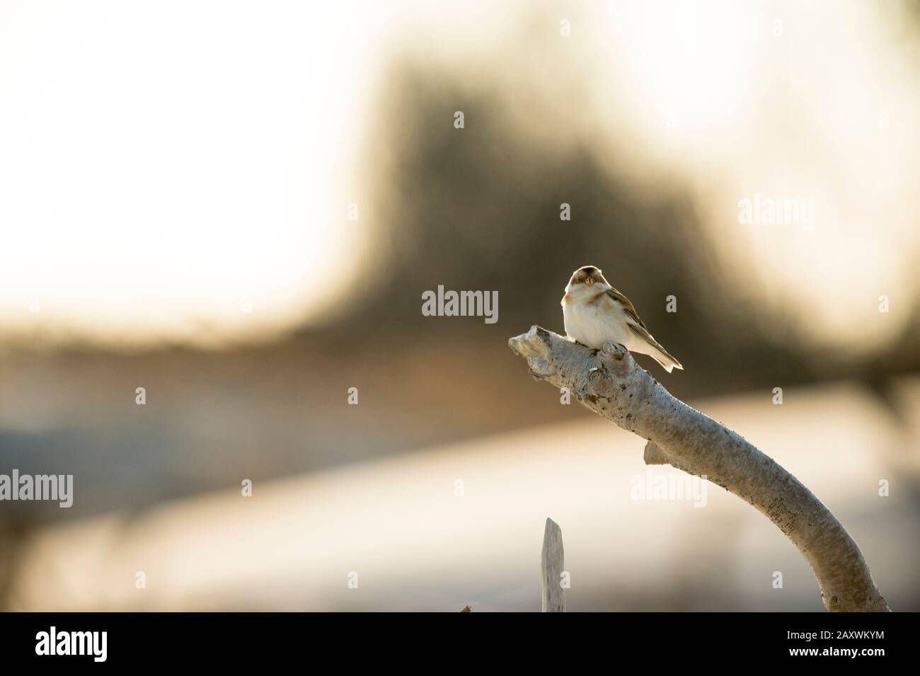 Ein Schneegestich thront auf einem Zweig Treibholz, das im Sonnenlicht glüht. Stockfoto