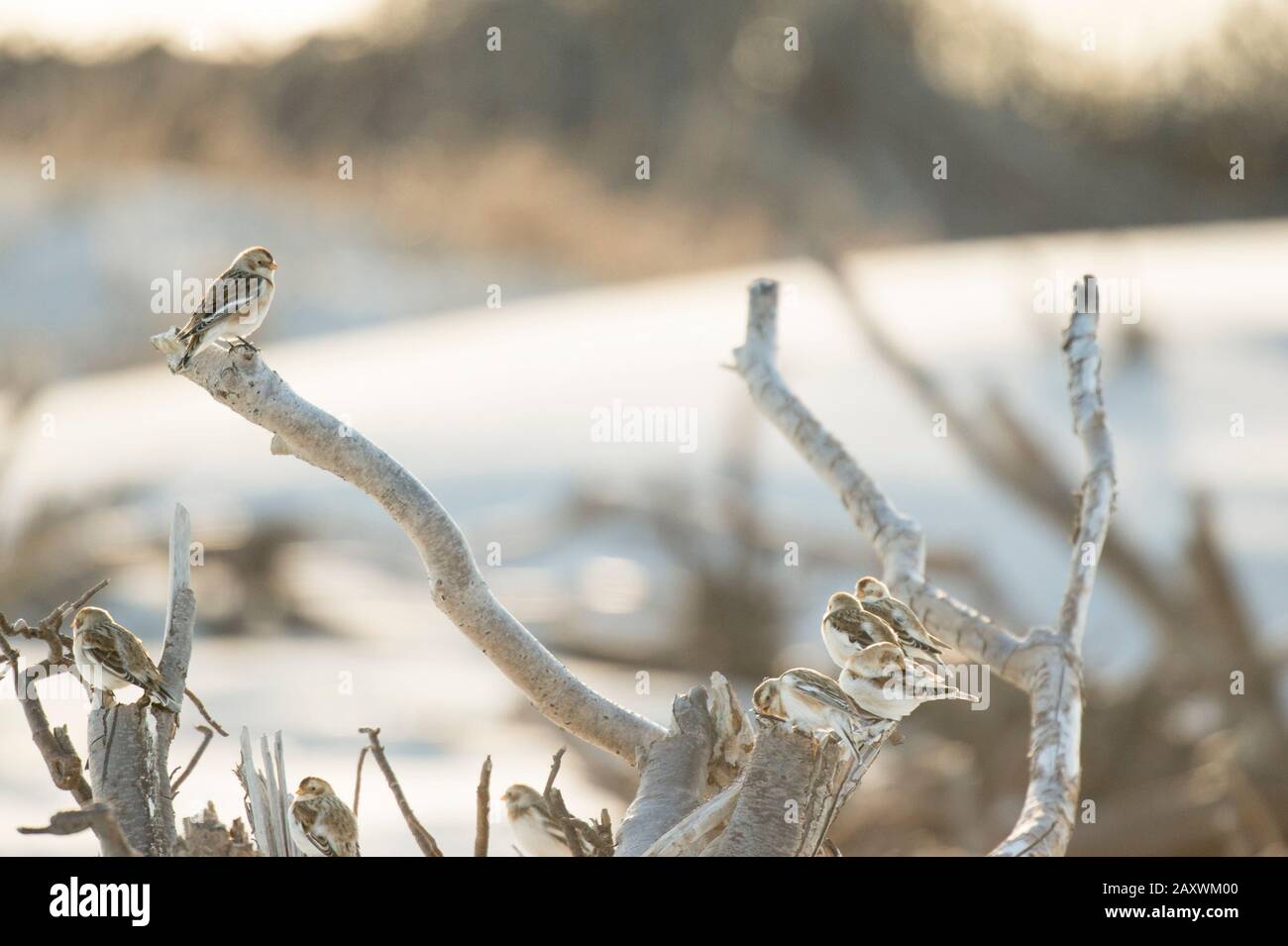Eine Gruppe von Schneebünchen thront im hellen Sonnenlicht auf Treibholz. Stockfoto
