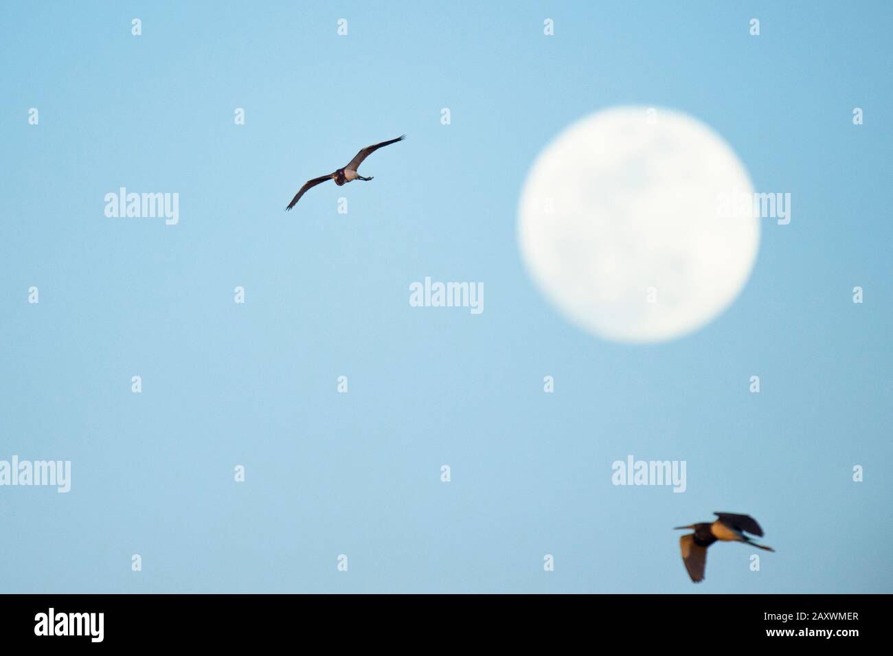 Ein Paar Dreifarbige Herons fliegen am Ende des Tages mit hellblauem Himmel vor dem Mond. Stockfoto