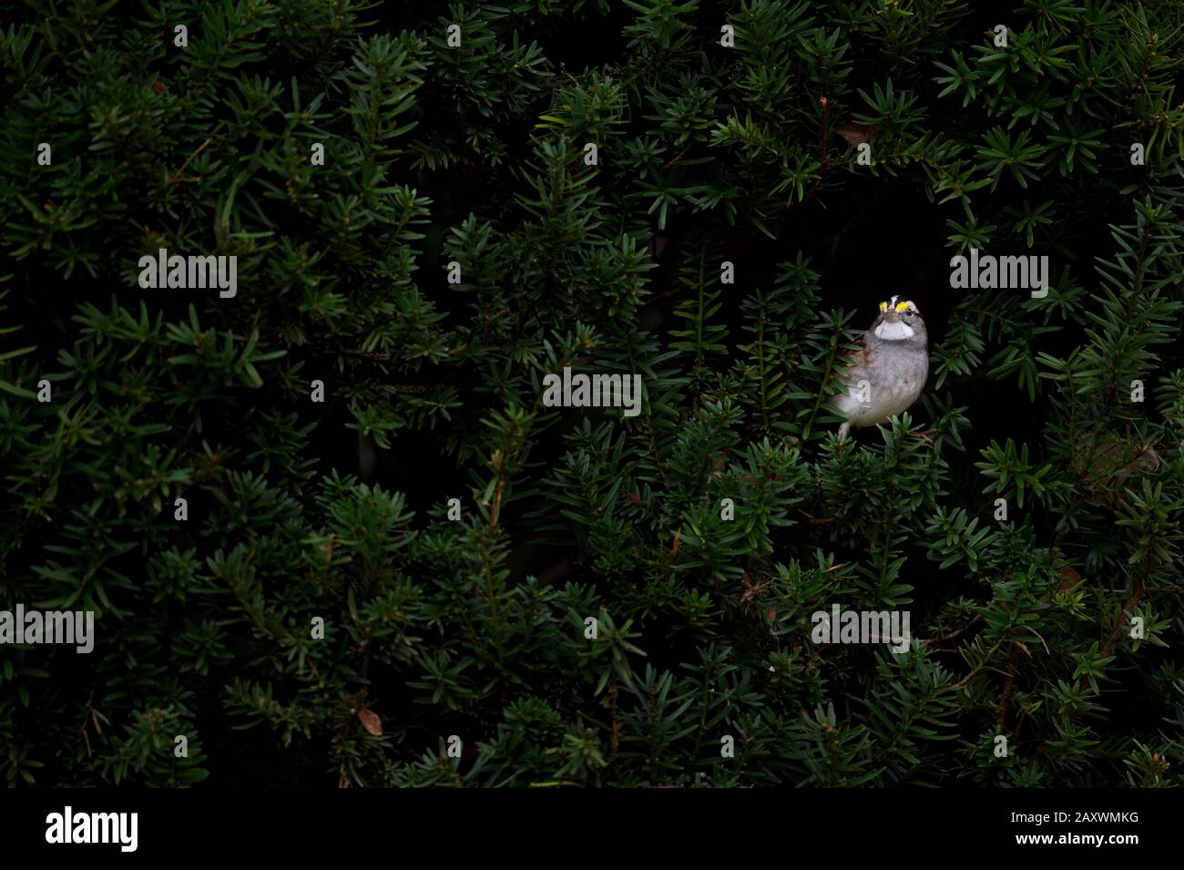 Ein weiß gekehlter Spatz, der aus einem dichten grünen Busch in weichem, übergiebeltem Licht fegt. Stockfoto