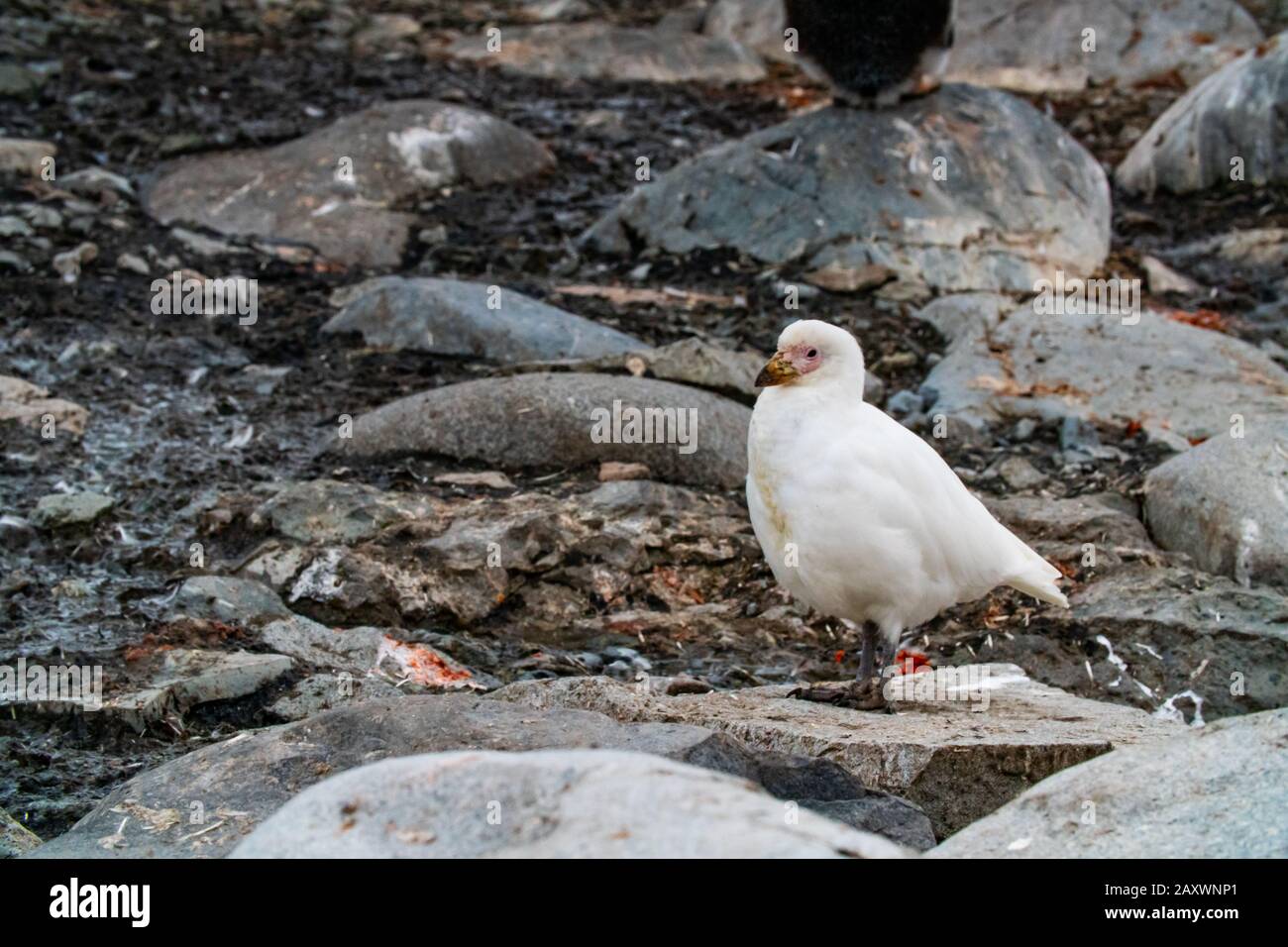 Schneewittchen (Chionis albus) Antarktis Stockfoto