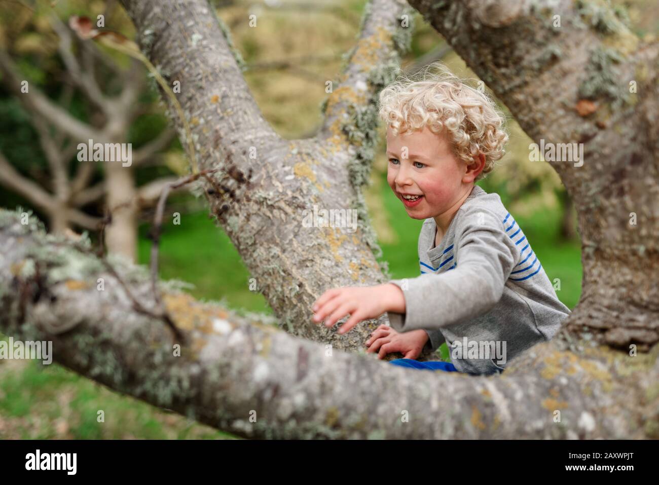 Lockenhaariger Junge, der einen Baum klettert Stockfoto