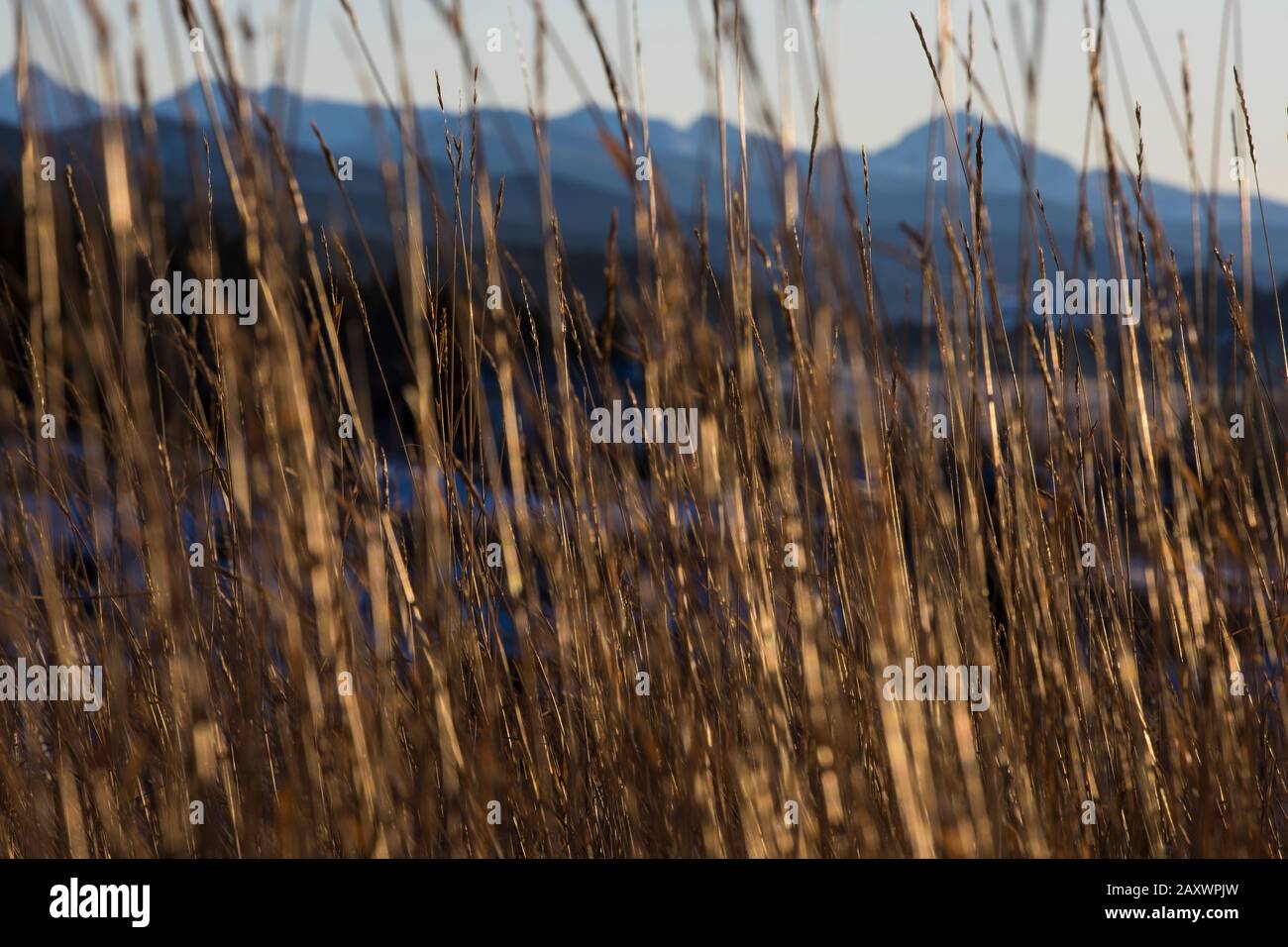 Eine unscharf verstehende Bergkette hinter heimischem Gras im Winter. Stockfoto
