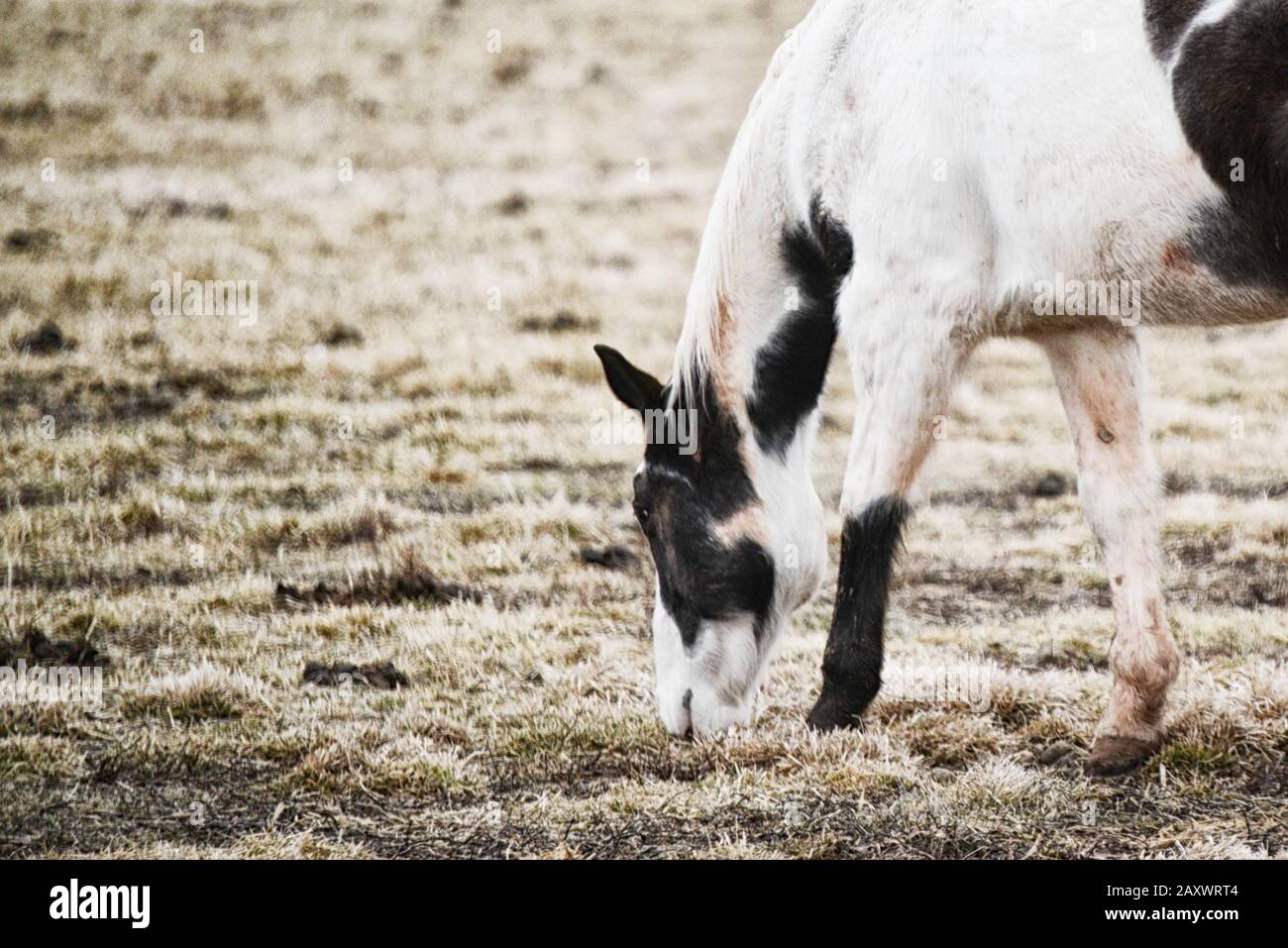 Teleaufnahme eines mehrfarbigen Pferdes, das grast Stockfoto