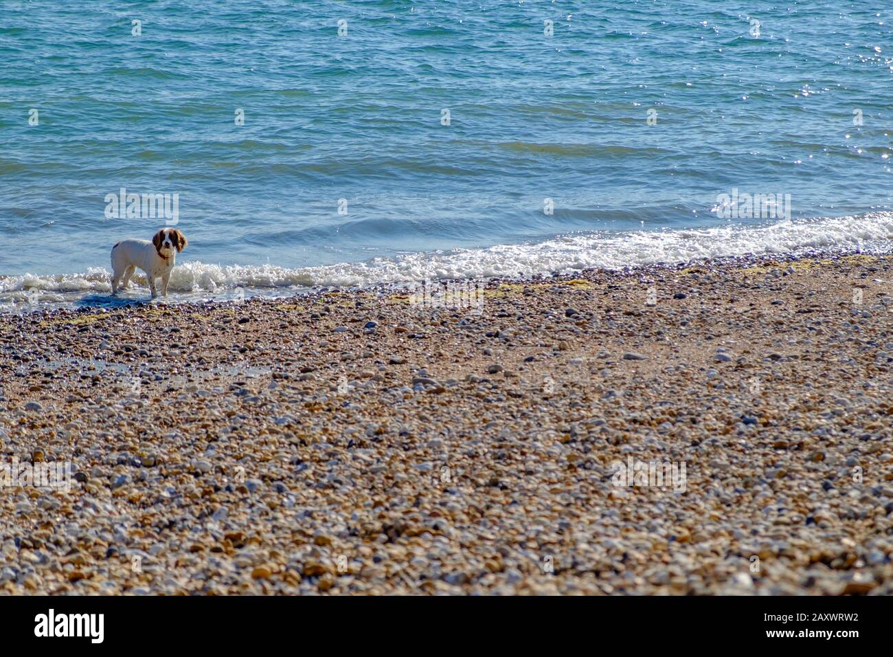 Cavalier King Charles Spaniel Dog weht im Wasser am Schönen Strand, West Sands, Selsey, West Sussex, England. Stockfoto