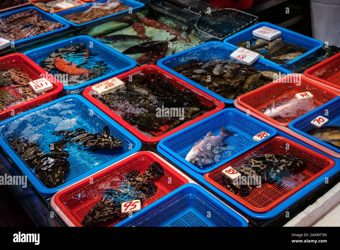 Verschiedene Fisch- und Meeresfrüchte auf dem Markt, Hongkong, China - Stockfoto