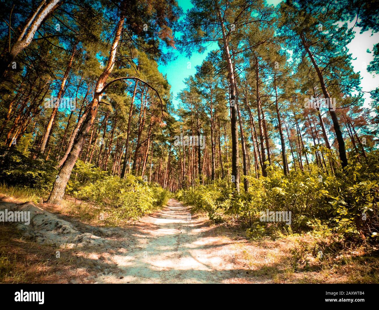 Pinienwald sonniger Tag im Sommer von unter Weitwinkel. Natürlicher Hintergrund Stockfoto