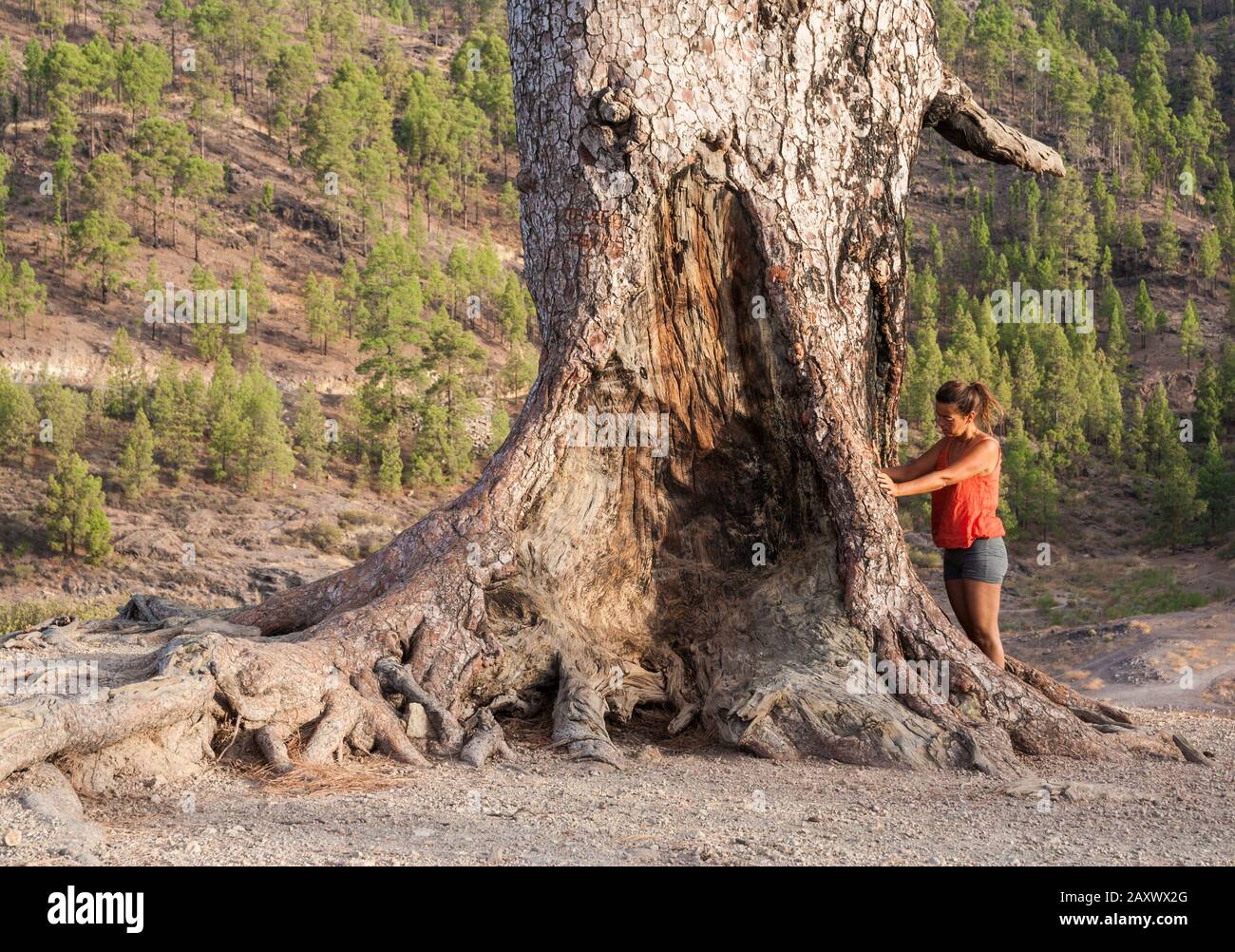 Weiblicher Wanderer auf Gran Canaria, Kanarische Inseln, Spanien, am Fuß der großen kanaren-kiefer. Schinrin Yoku/Waldbaden. Stockfoto