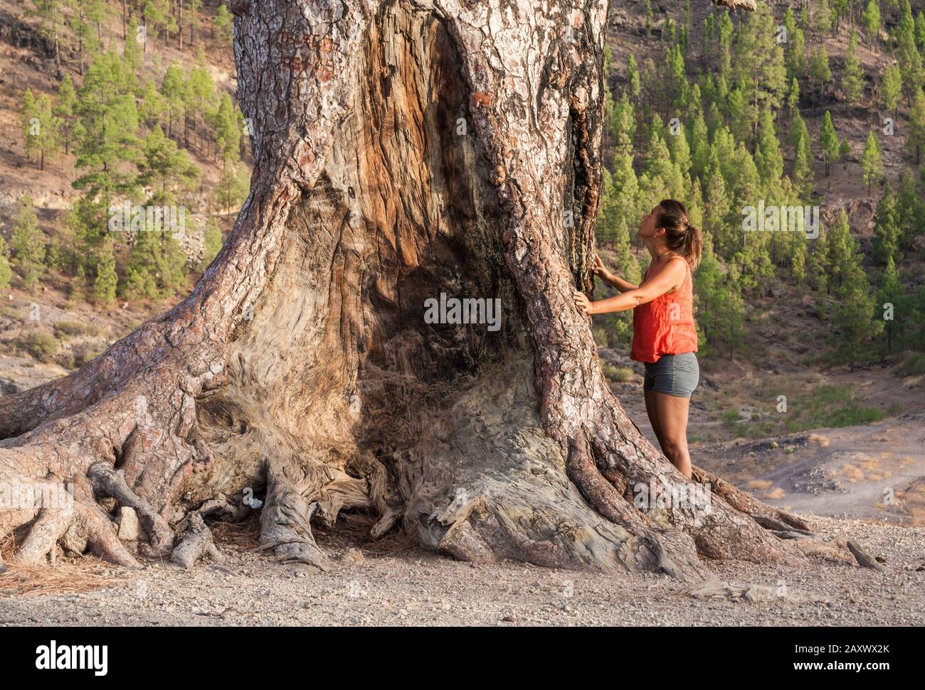 Weiblicher Wanderer auf Gran Canaria, Kanarische Inseln, Spanien, am Fuß der großen kanaren-kiefer. Schinrin Yoku/Waldbaden. Stockfoto