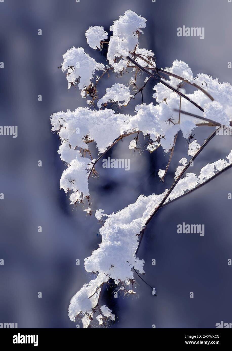 Trockener Pflanzenzweig im Winterwald mit flauschiger Schneedecke nach Schneefall auf verschwommenem Hintergrund. Wunderschönes Detail der winterlichen Natur, gefroren Stockfoto