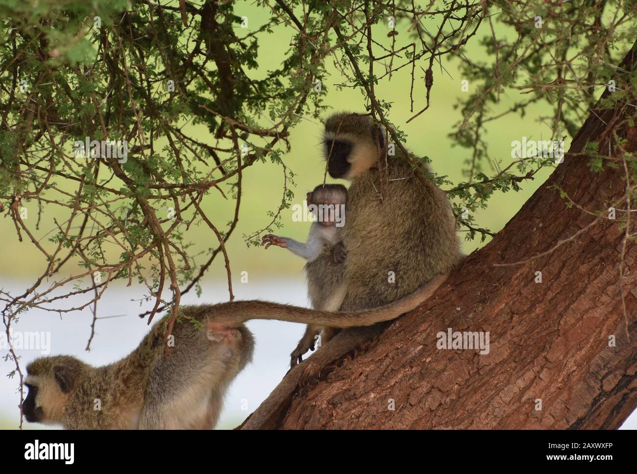 Niedlicher Baby Vervet Monkey, der von seiner Mutter im Tarangire National Park, Tansania, gehalten wird. Stockfoto