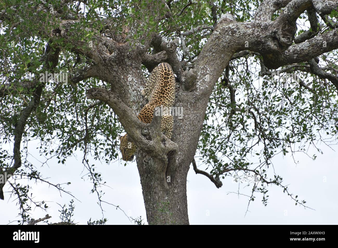 Leopardenklettern vom Baum, Serengeti-Nationalpark, Tansania. Stockfoto