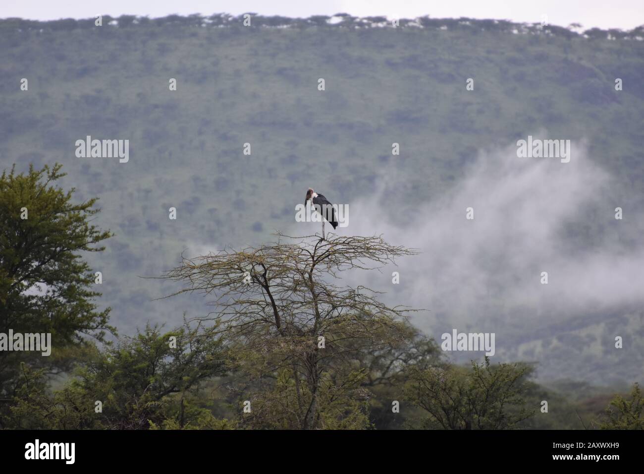 Marabou Stork am frühen Morgen Nebel auf einem Baum im Serengeti-Nationalpark, Tansania. Stockfoto