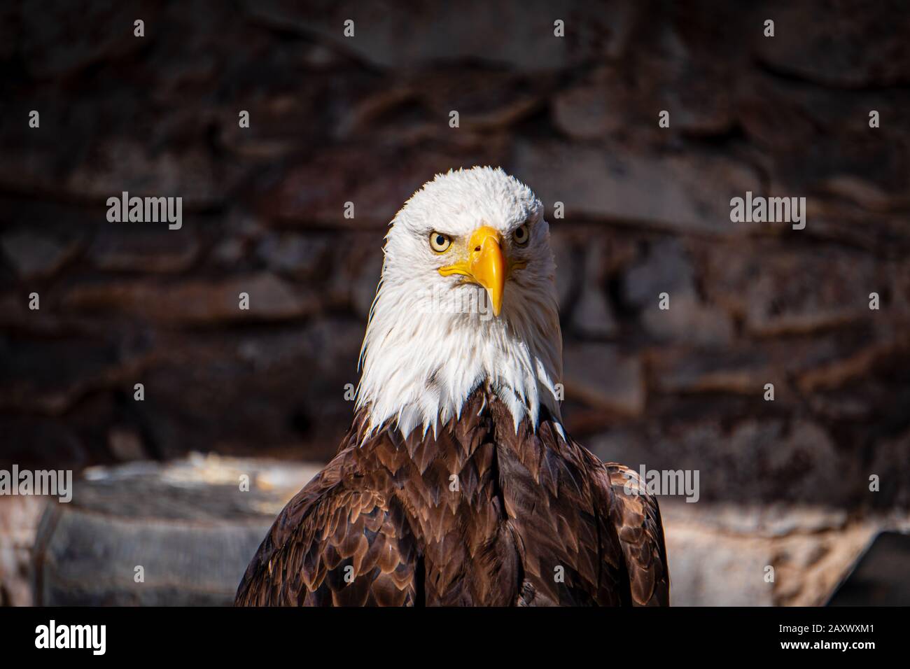 Vorderkopfschuss von einem Weißkopfseeadler mit schneebesetztem weißem Kopf. Es ist das stolze nationale Vogelsymbol der Vereinigten Staaten Stockfoto