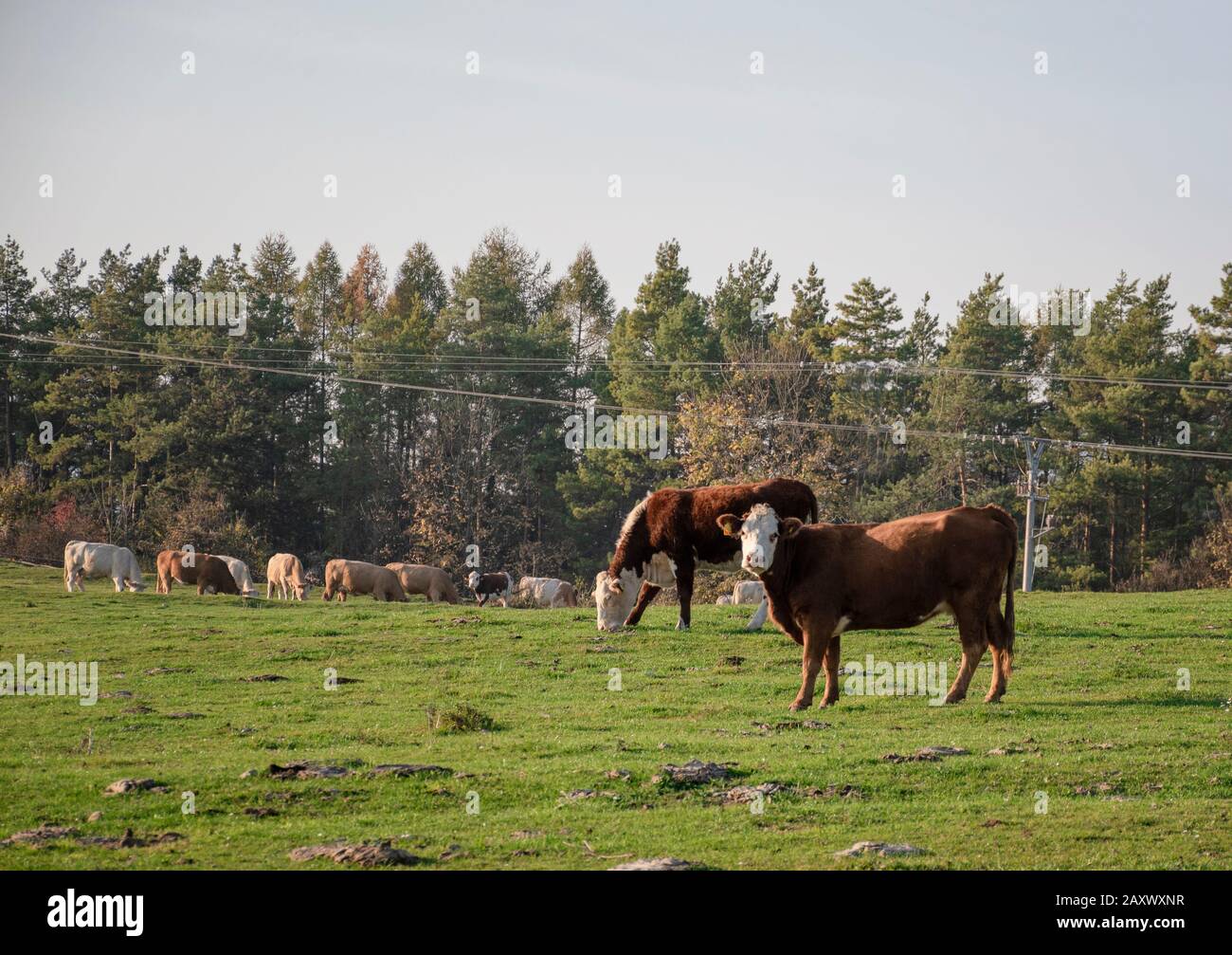 Eine Gruppe von Weidekühen auf einem Ackerland. Kühe auf grünem Feld, die frisches Gras essen. Landwirtschaftskonzept. Erderwärmung durch erzeugte Treibhausgase Stockfoto