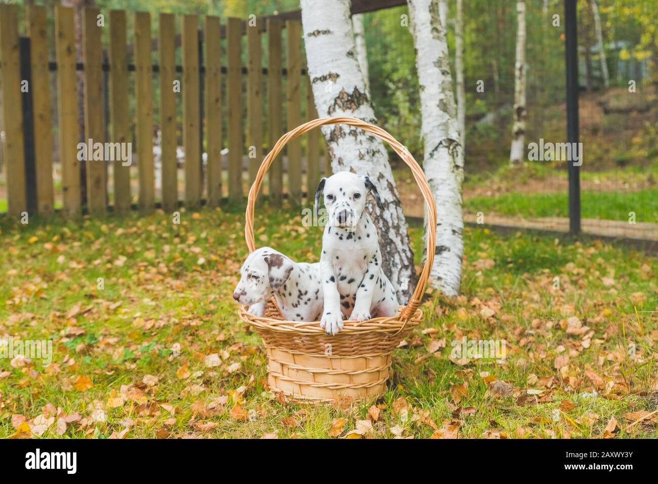 Porträt von zwei süßen dalmatiner Hunden mit schwarzen und braunen Flecken. Lächelnde reinrassige dalmatiner aus 101 dalmatiner Film Stockfoto