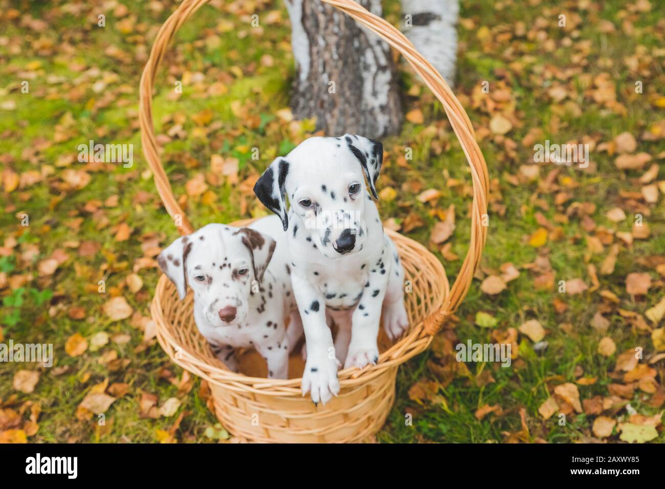 Porträt von zwei süßen dalmatiner Hunden mit schwarzen und braunen Flecken. Lächelnde reinrassige dalmatiner aus 101 dalmatiner Film Stockfoto