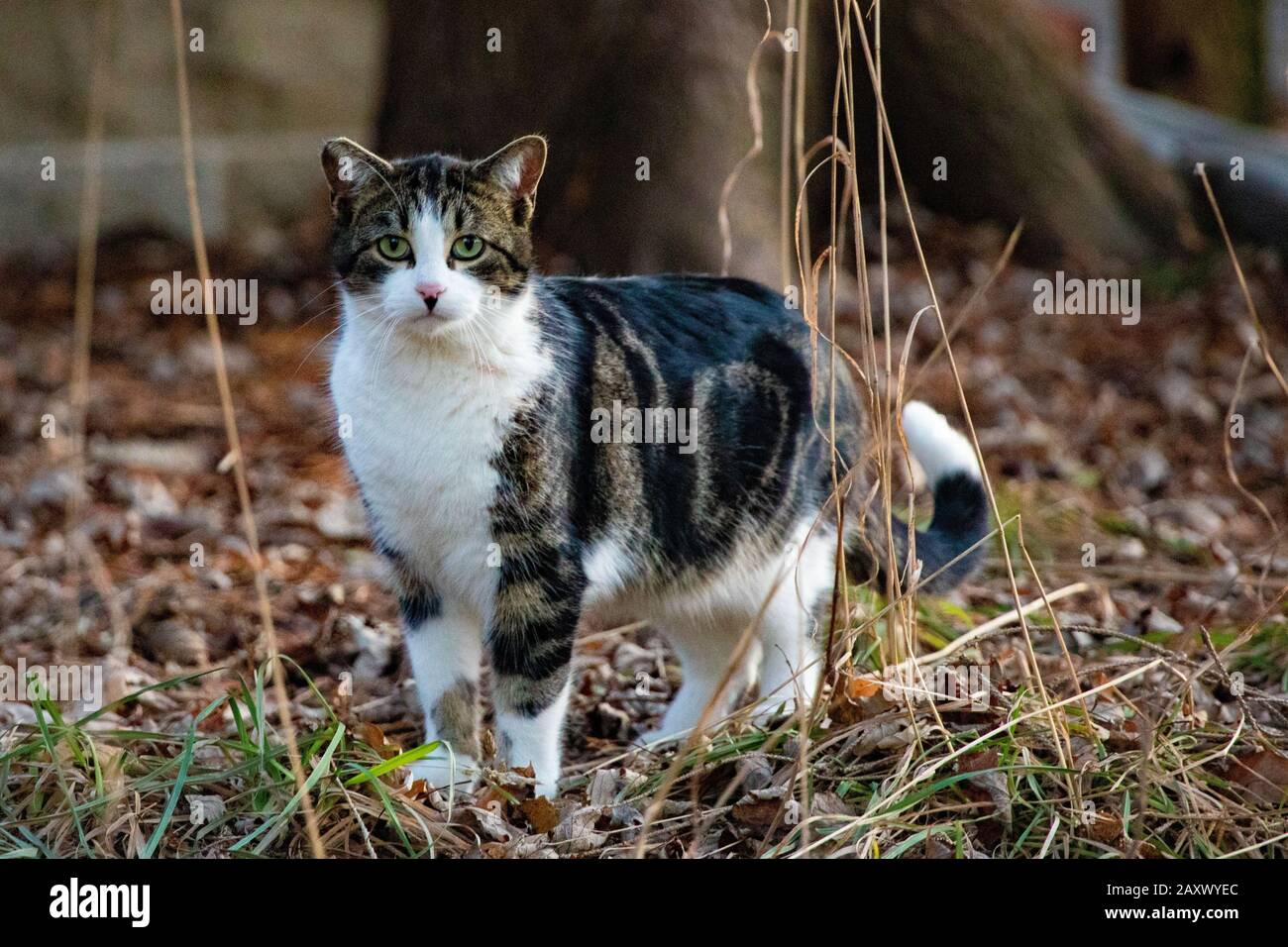 Schwarz-Weiß-Gren-Eyed Feral Wild Domestic Cat im Gras Stockfoto