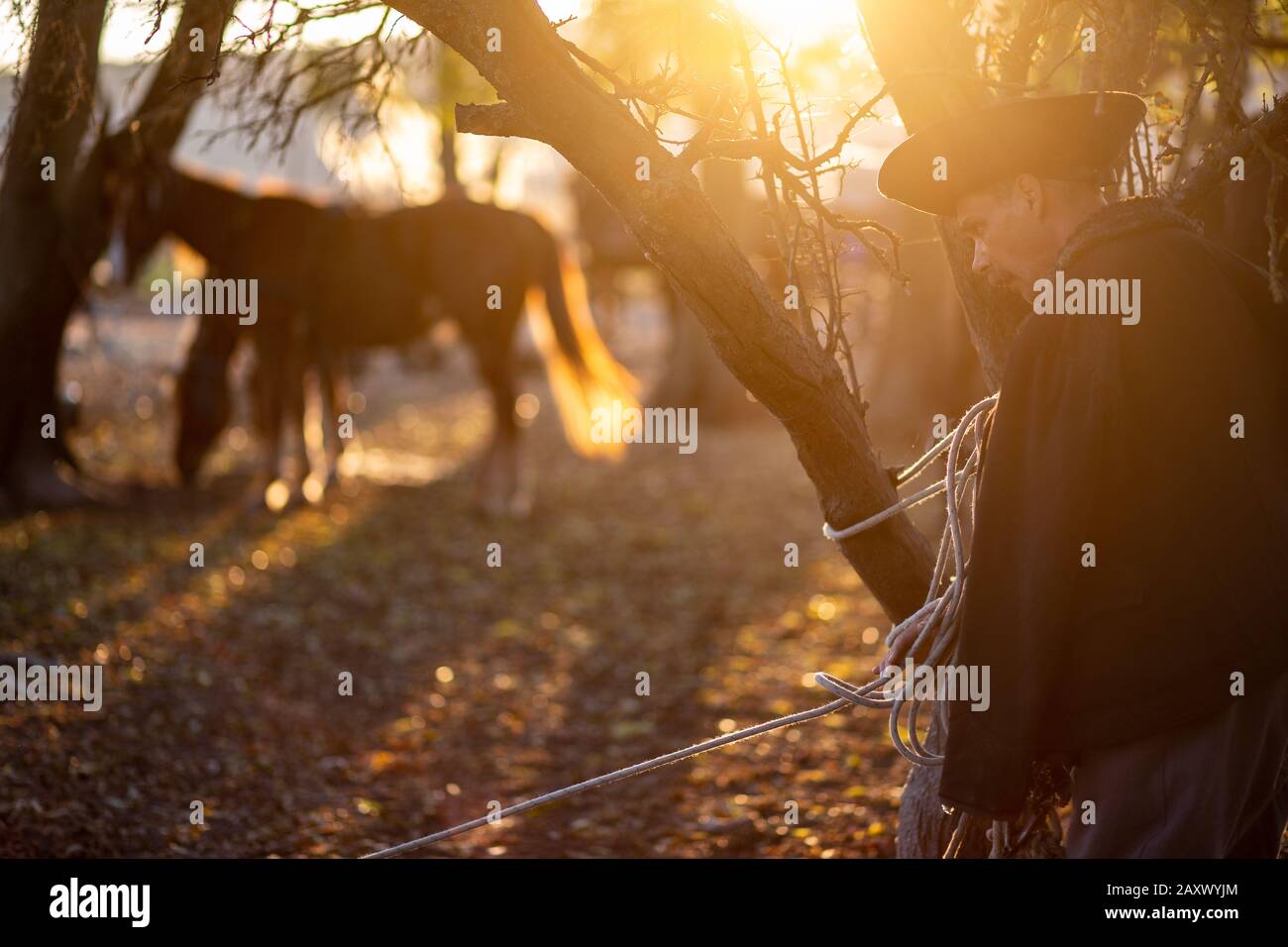 Der ungarische Pferdehirte bindet sein Pferd bei Sonnenuntergang an einen Baum Stockfoto