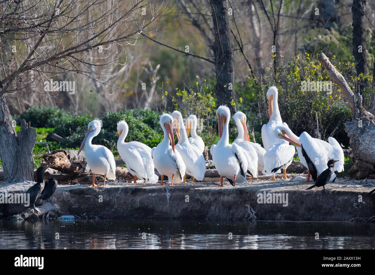 American White Pelican (Pelecanus erythrorhynchos) im Sepulveda Wildlife Sanctuary CA USA Stockfoto