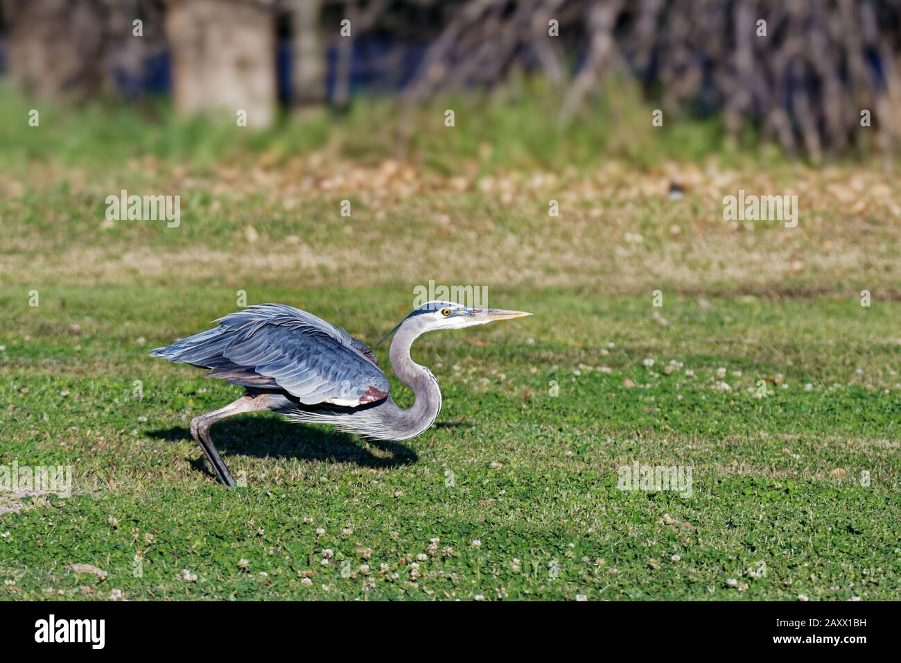 Great Blue Heron (Ardea herodias), der am Balboa Lake CA USA abzieht Stockfoto