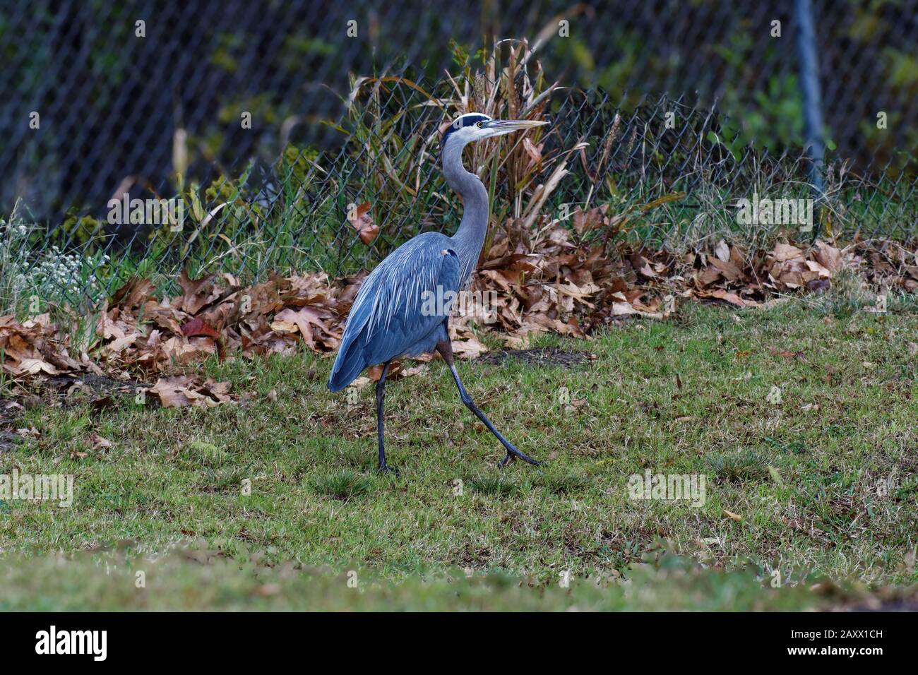 Great Blue Heron (Ardea herodias) Sepulveda Wildlife Sanctuary CA USA Stockfoto