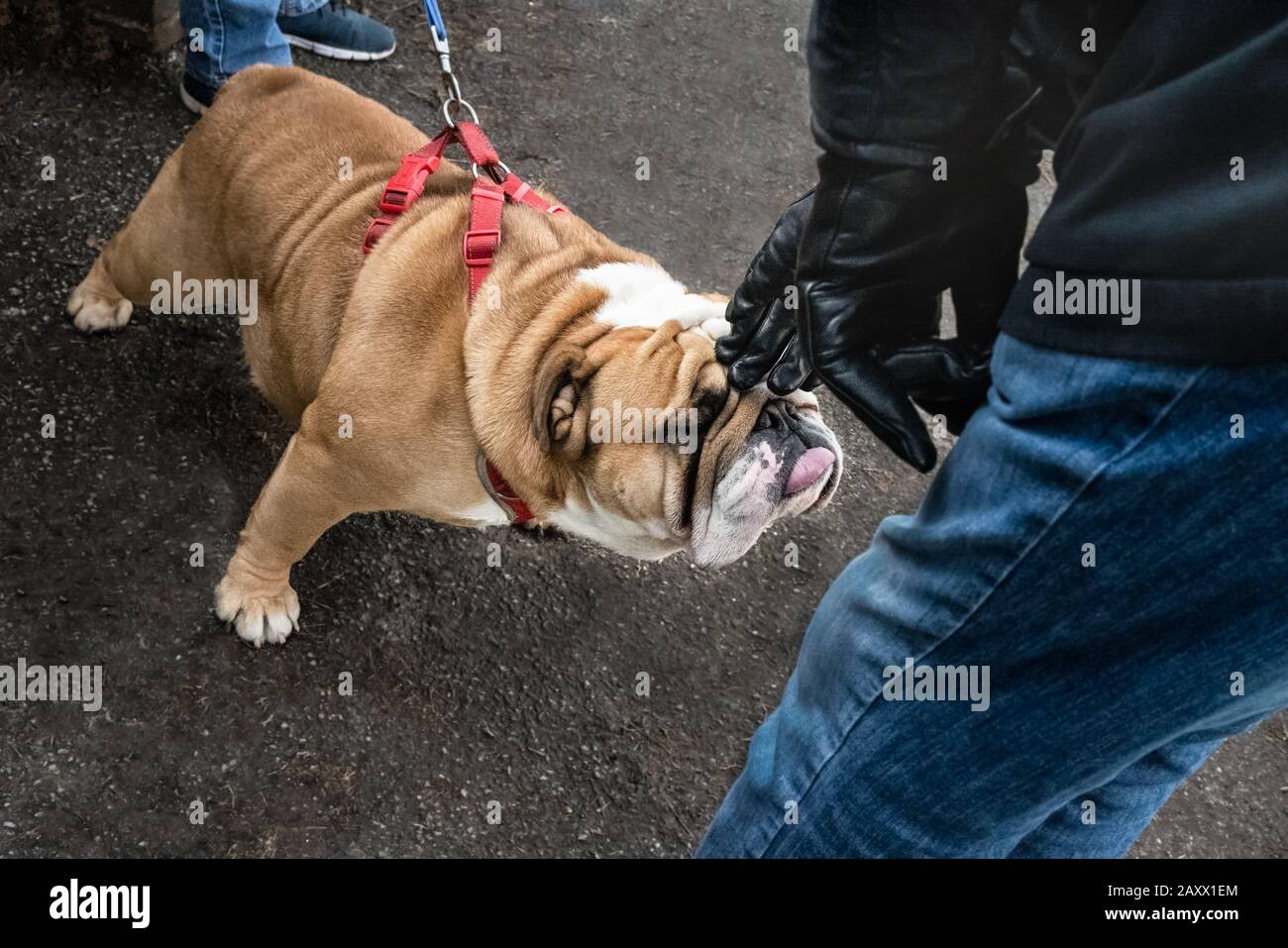 English Bulldog mit seiner Zunge wird von einem Mann begrüßt, der mit Lederhandschuhen nach unten greift. Der große Hund mit einer Schnauznase und einer zerknitterten Haut ist müde Stockfoto