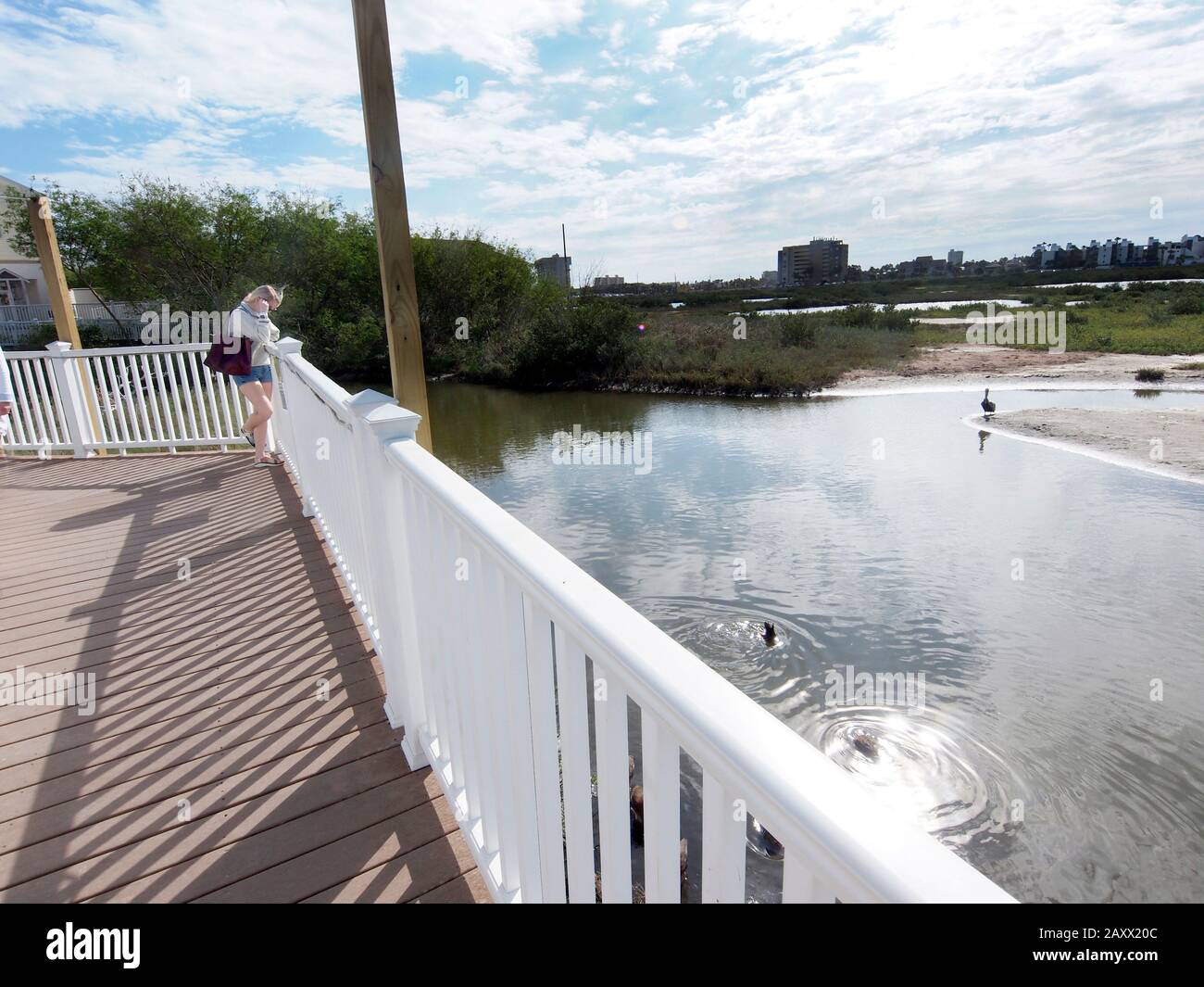 South Padre Island Birding and Nature Center lässt Touristen und Birder Alligatoren und Vögel beobachten. Über die Südspitze von Texas fliegen 350 Vogelarten vom Süden nach Nordamerika Stockfoto