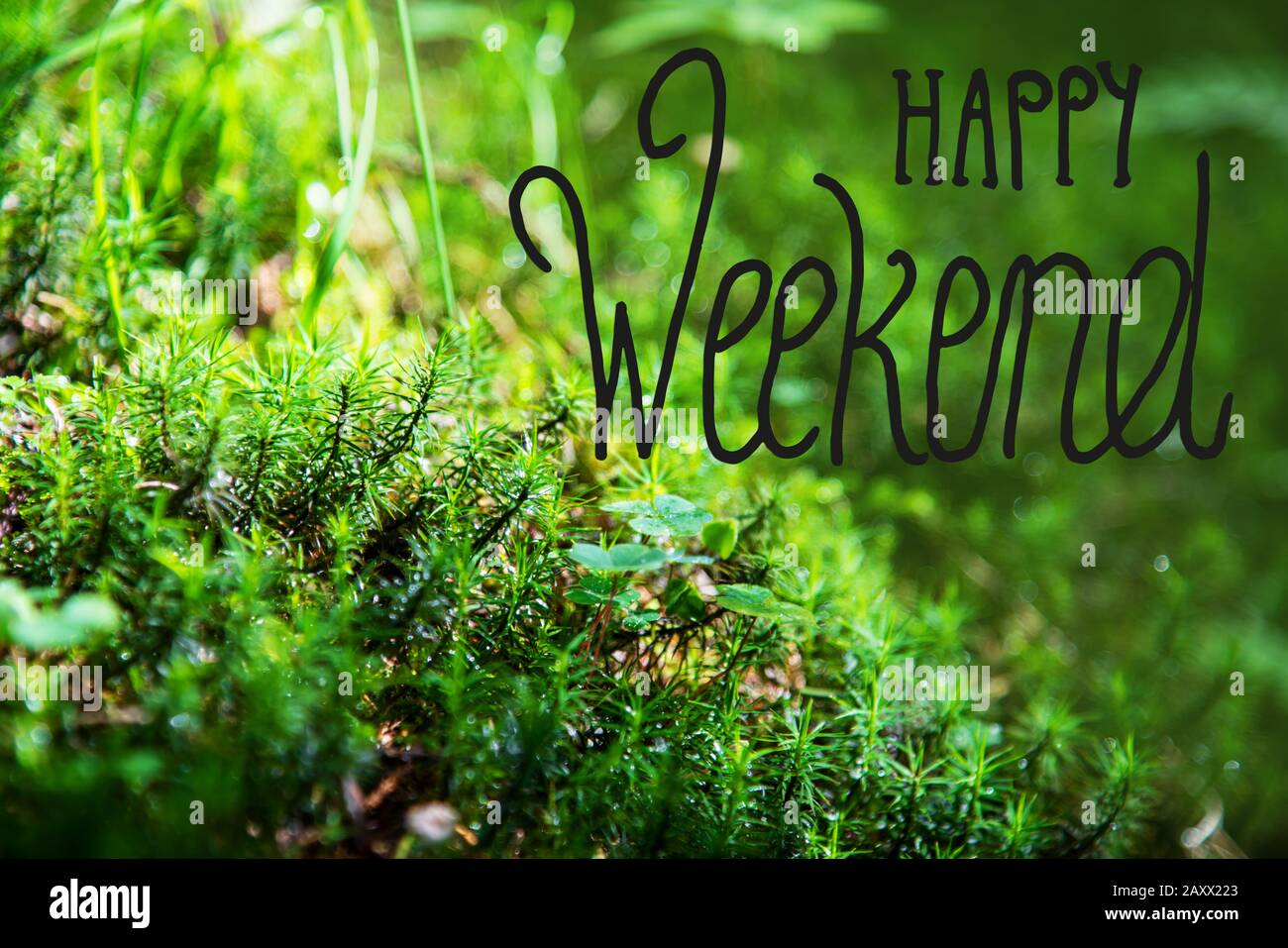 Grüne Tannenzweige, Gras, Kalligraphie Happy Weekend Stockfoto