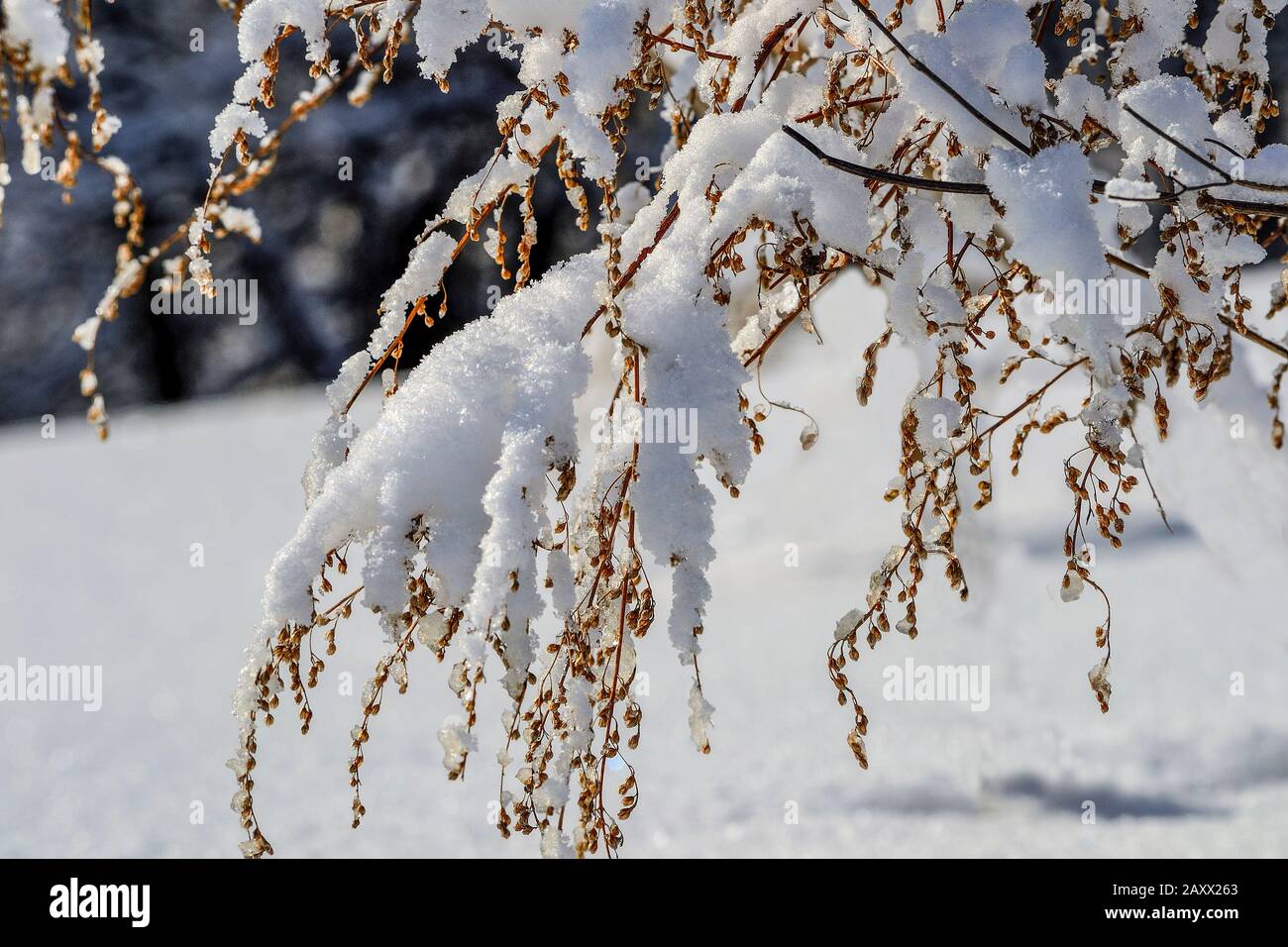 Trockener Pflanzenzweig mit Samen im Winterwald mit flauschiger Schneedecke nach Schneefall auf verschwommenem Hintergrund. Wunderschöne Details von Winter nat Stockfoto