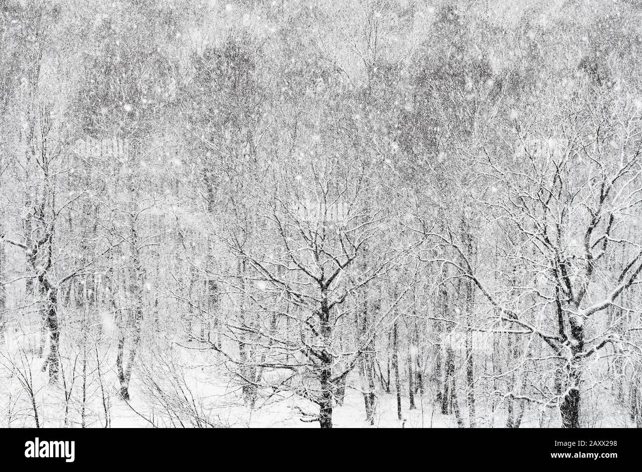 Blick über den Schneesturm über den Wald im Winter Stockfoto