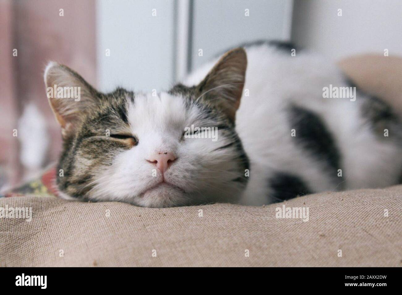 Katzen lustige Tiere oder Haustiere im Haus oder zu Hause. Beste  menschliche Freundin. Nahaufnahme Hochformat Stockfotografie - Alamy