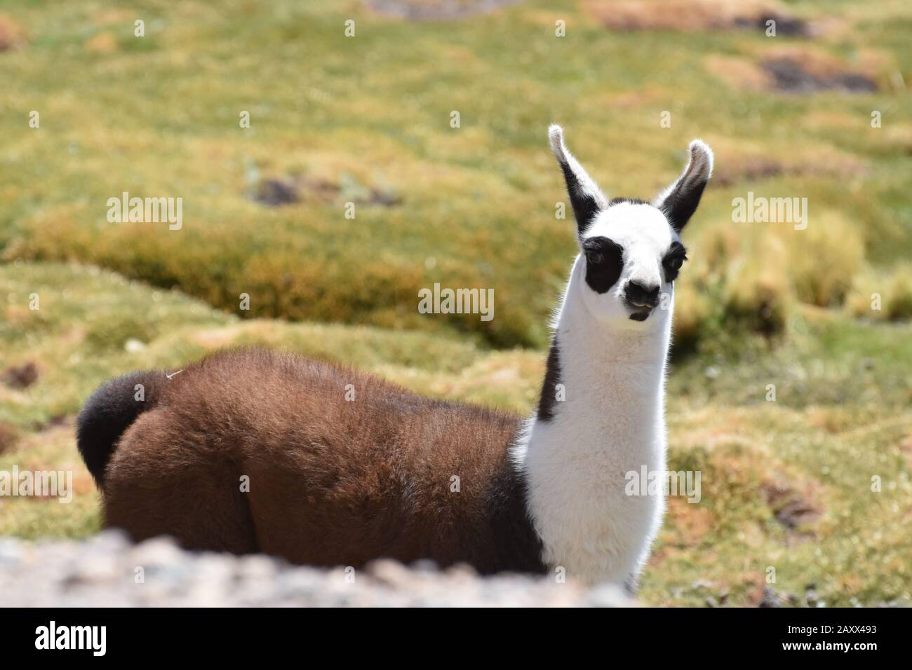 Das niedliche chilenische Llama, schön gemustert, wirkt neugierig auf Grasland in der Atacama-Wüste, Chile. Stockfoto