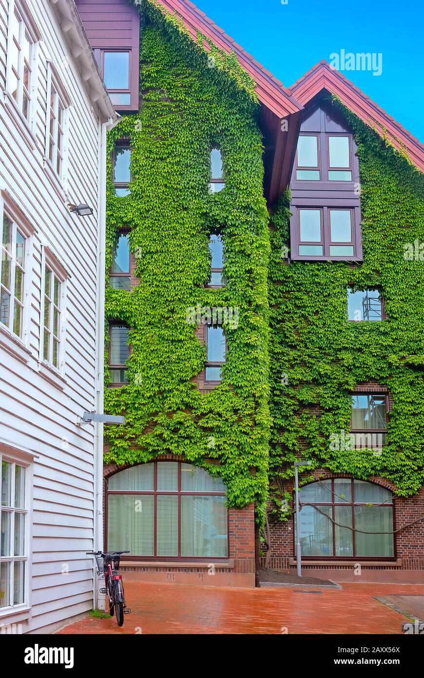 Fassade des Wohnhauses mit Fenstern, die mit grünen Efeuanlagen bedeckt sind. Bergen, Norwegen Stockfoto