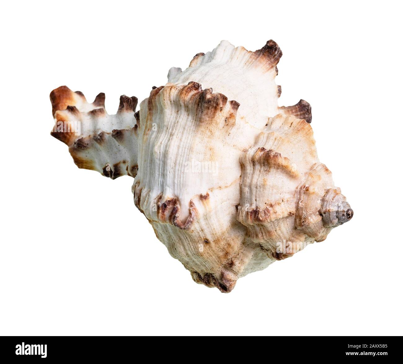 Getrocknete Schale aus Felsschnecke auf weißem Grund Stockfoto