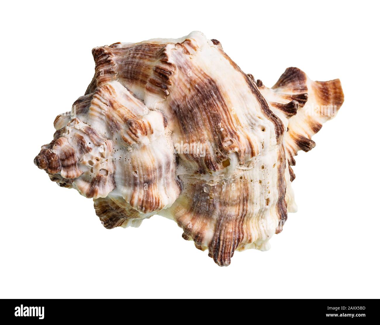 Getrocknete Conch von muriciden Weichtieren auf weißem Hintergrund Stockfoto