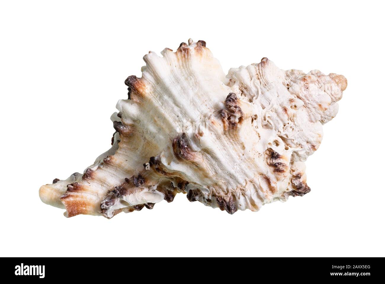 Getrocknete Conch von muriciden Weichtieren auf weißem Hintergrund Stockfoto