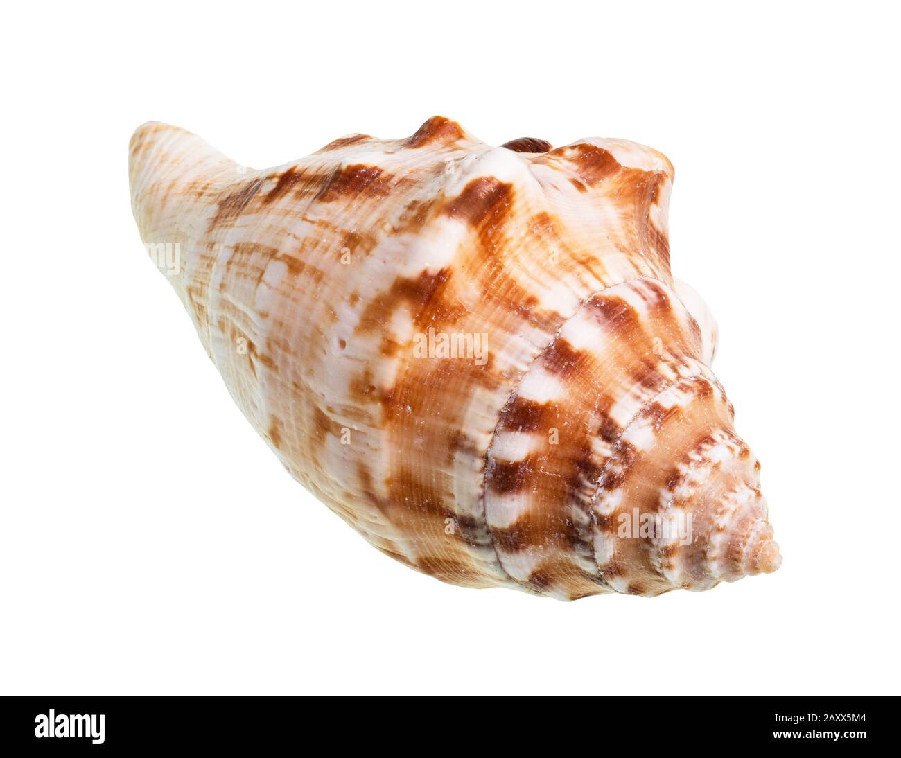 Getrocknete Muschel von Meermollusken auf weißem Grund Stockfoto