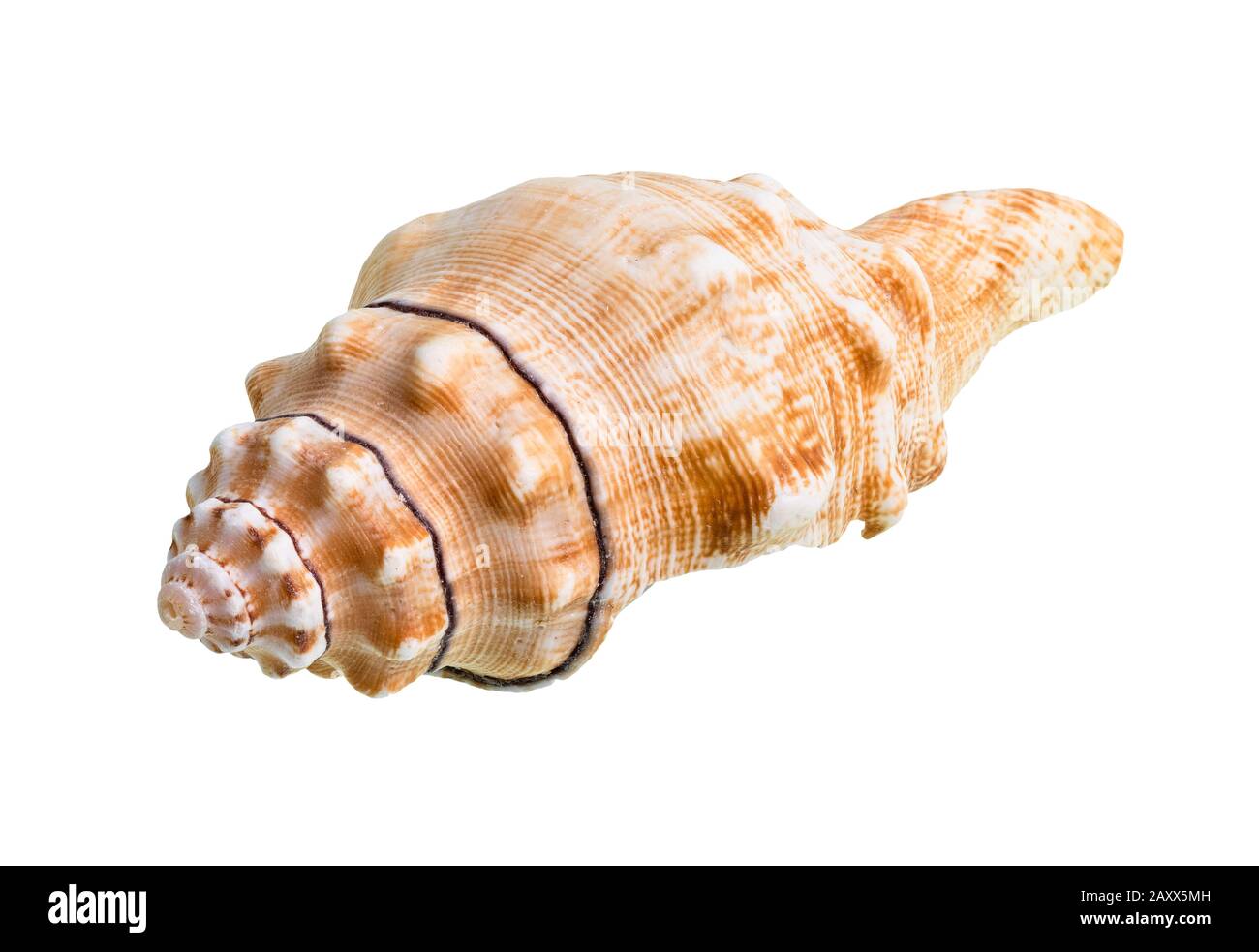 Getrocknete Schale der Seeschnecke auf weißem Grund Stockfoto