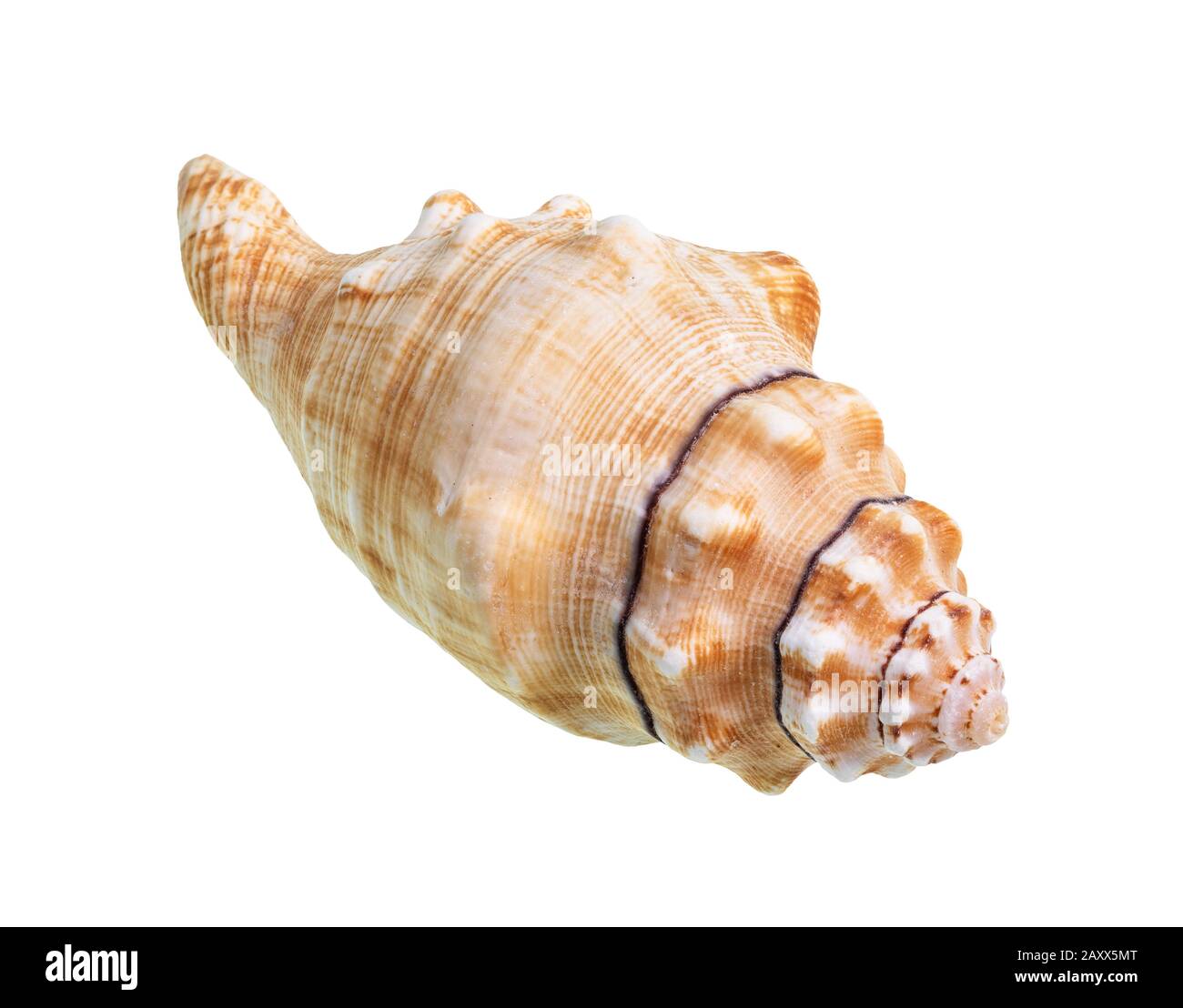 Getrockneter Einschnitt der Seeschnecke auf weißem Grund Stockfoto