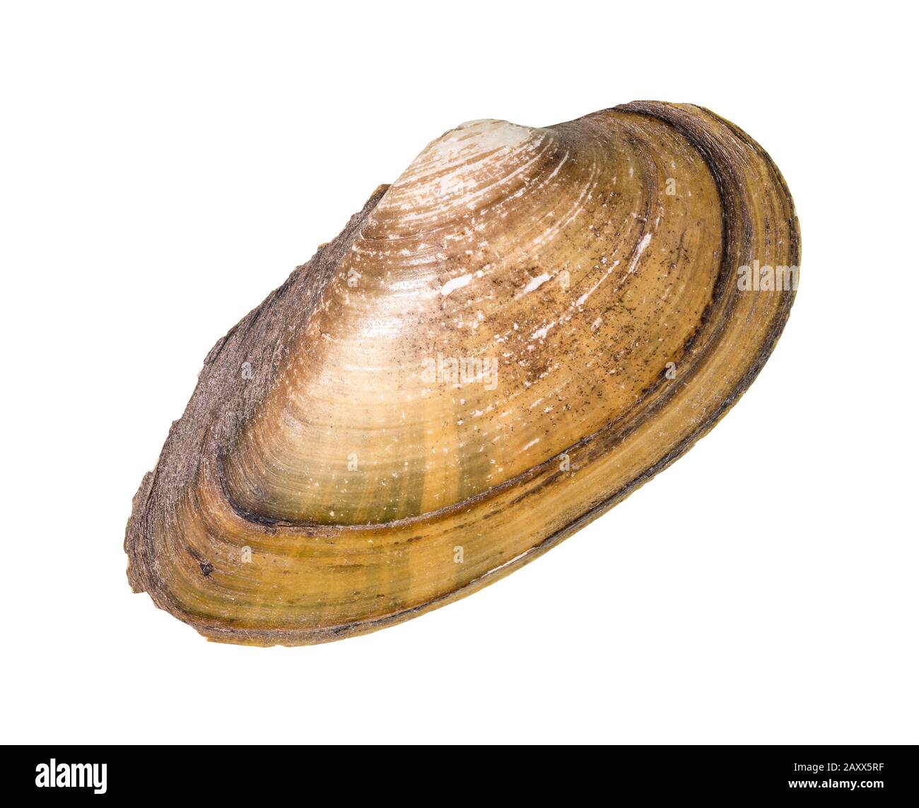 Getrocknetes Seashell mit Quahog-Ausschnitt auf weißem Hintergrund Stockfoto